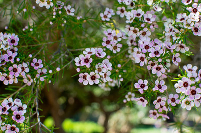 Chamelaucium uncinatum